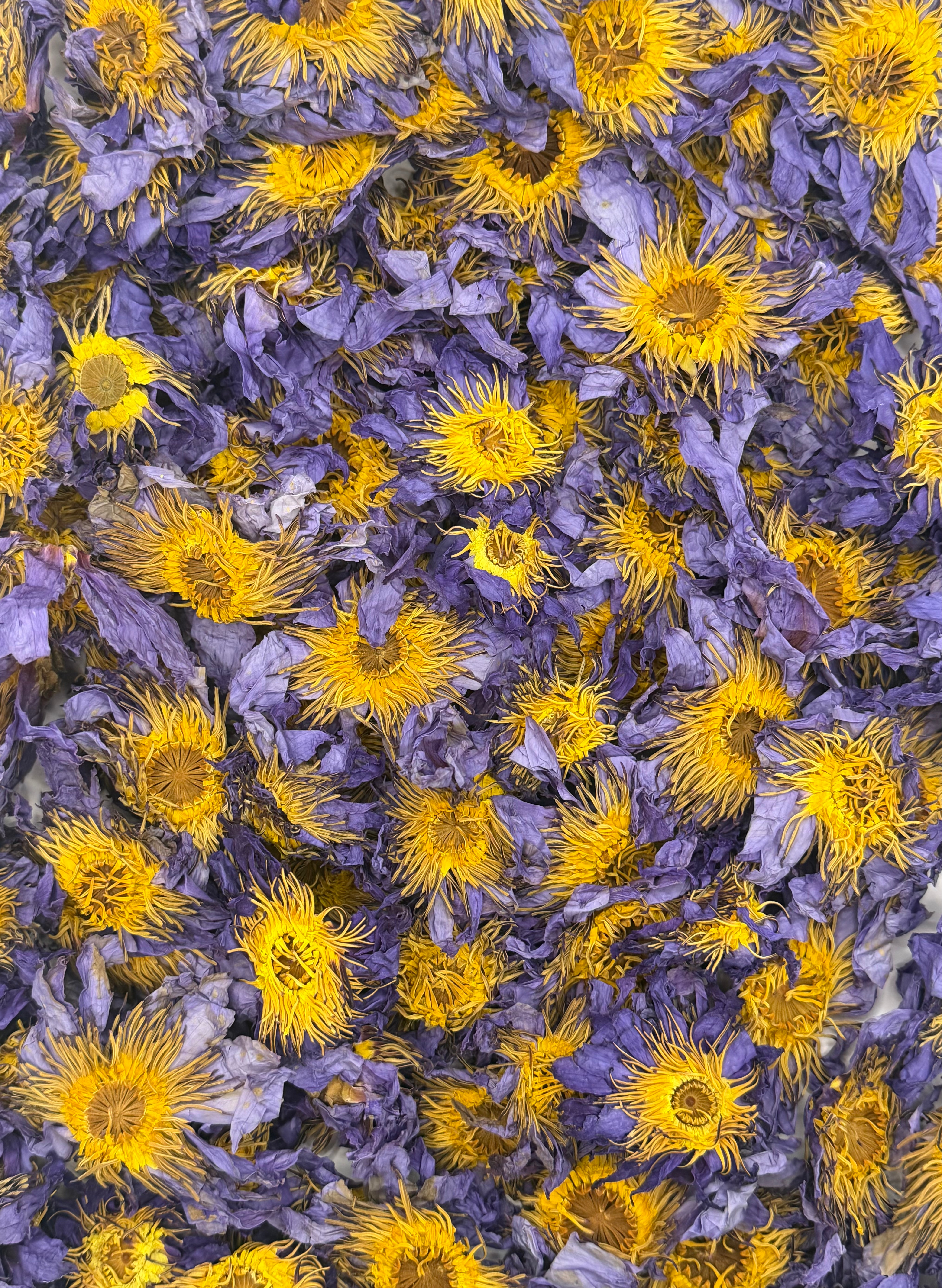 Blue Lotus Whole Flower